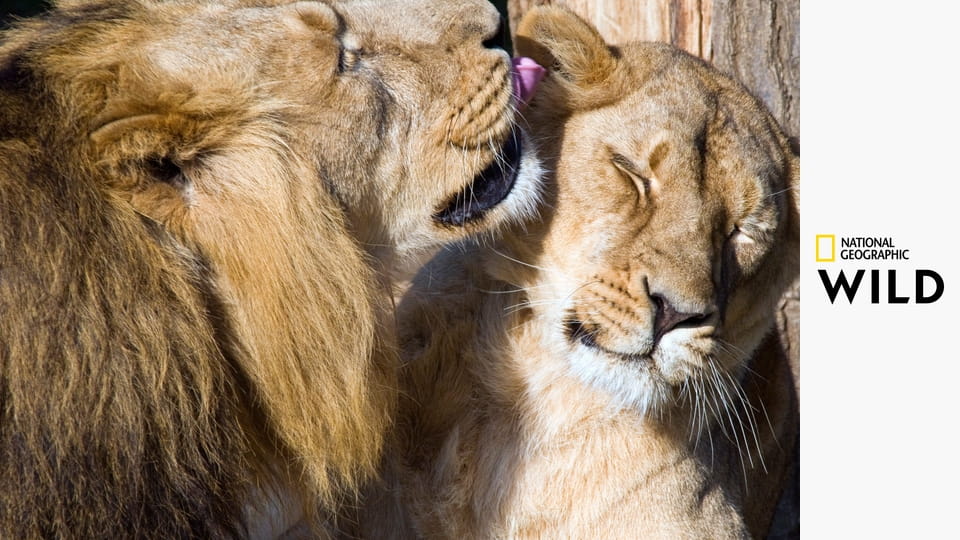 Самые странные животные S1E3