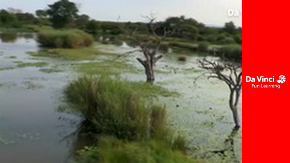 Siyaya - Come Wild With Us - Mountain of Water