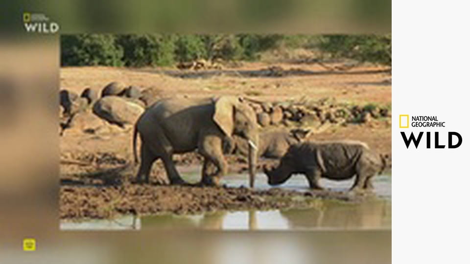 Хищники Африки S2E1 - Гигантские убийцы