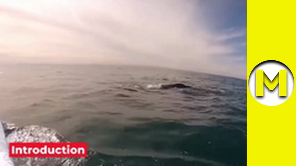 Max TV - season 1 - episode 11