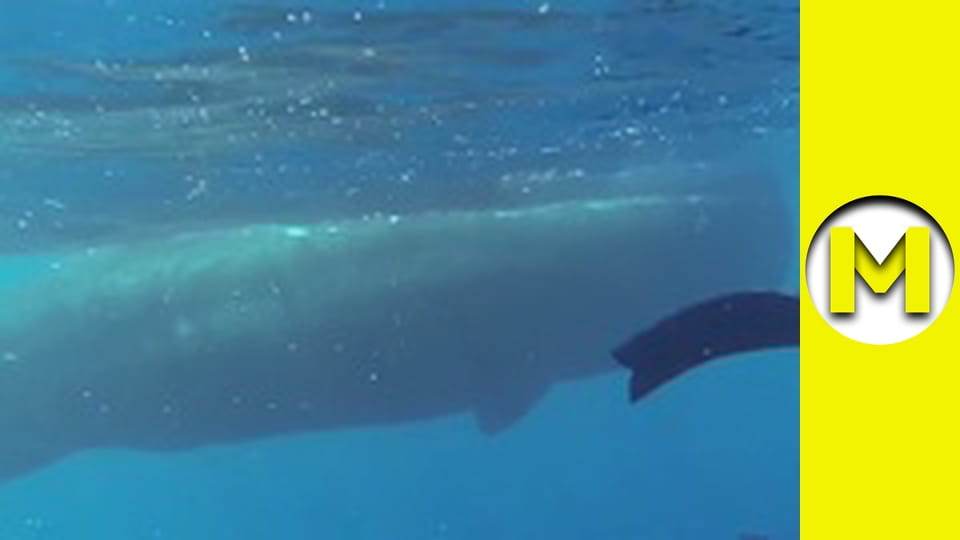 Max TV - season 1 - episode 11