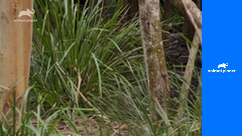 No nazdar! Irwinovci zasahujú S1E4