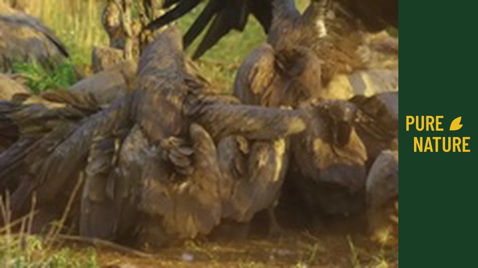 Африканска дива природа: Удивителни животни