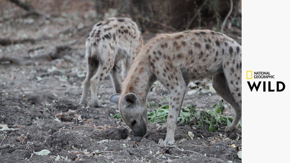 Африканские охотники S2E1 - Испытания Олимбы