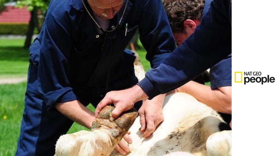 Niezwykły dr Pol S24E2 - Psie troski