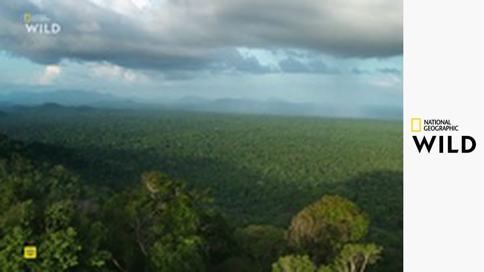 Jaguár: Ikona guyanskej džungle