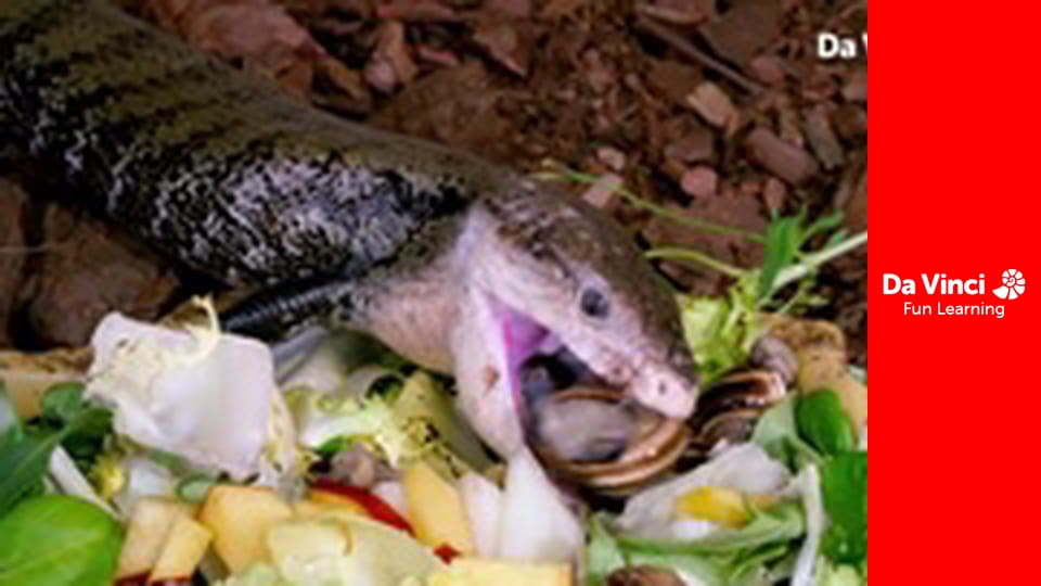 Ambasada zwierząt - Pingwin królewski