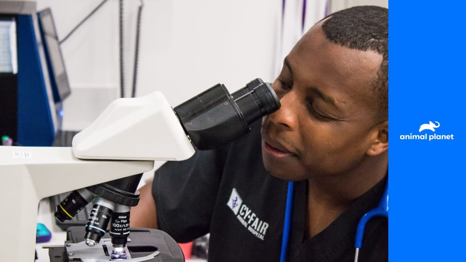 Állatdokik S2E7 - Csodás kölykök