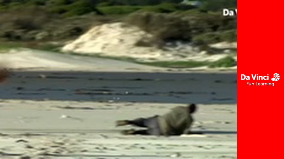 Siyaya - Come Wild With Us - Surfing Snails