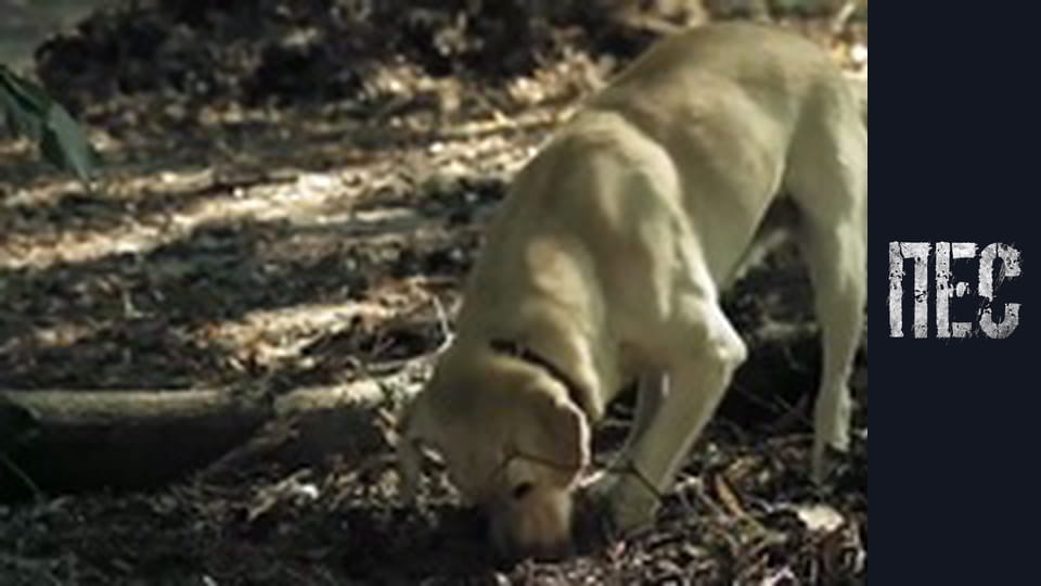 Dog, Season 5, Episode 5