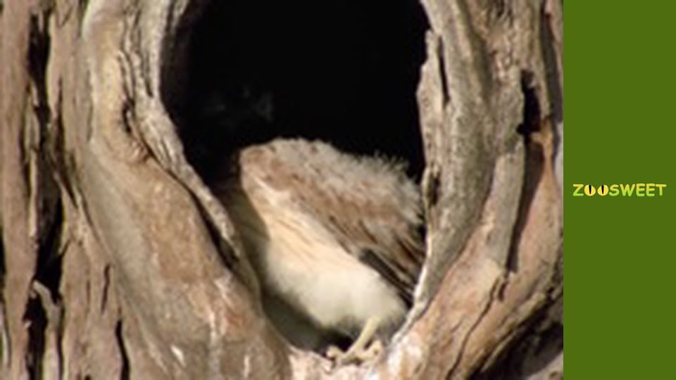 My friends are animals. Baby animals - episode 16