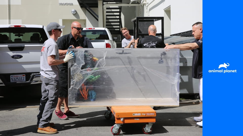 Аквариумный бизнес S8E16