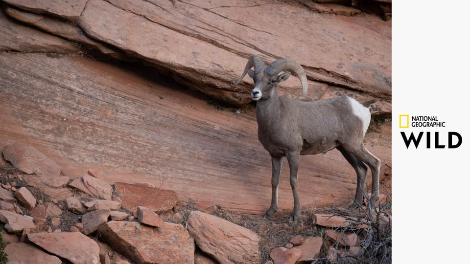 Národní parky: USA S1E2 - Yellowstonský národní park