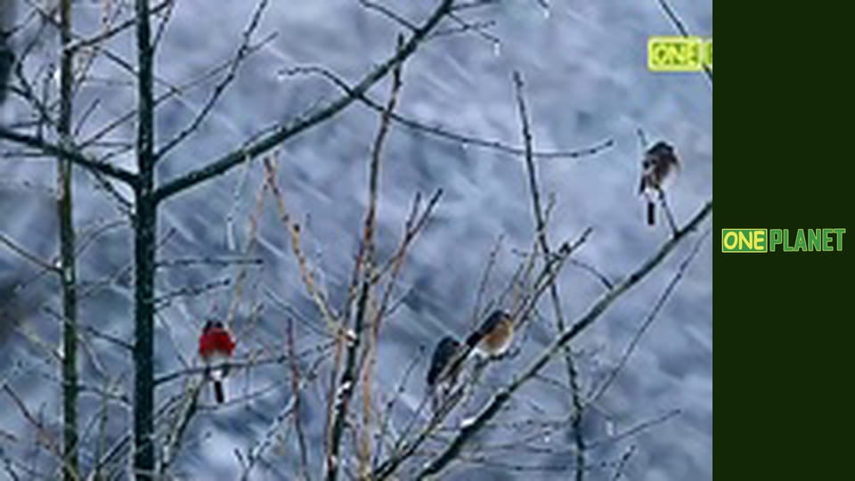 Четыре сезона в королевстве панд, 1 эп.