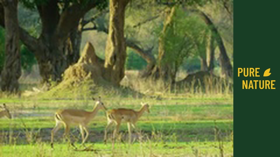 Divoké zvieratá Afriky: Národný park Mana Pools