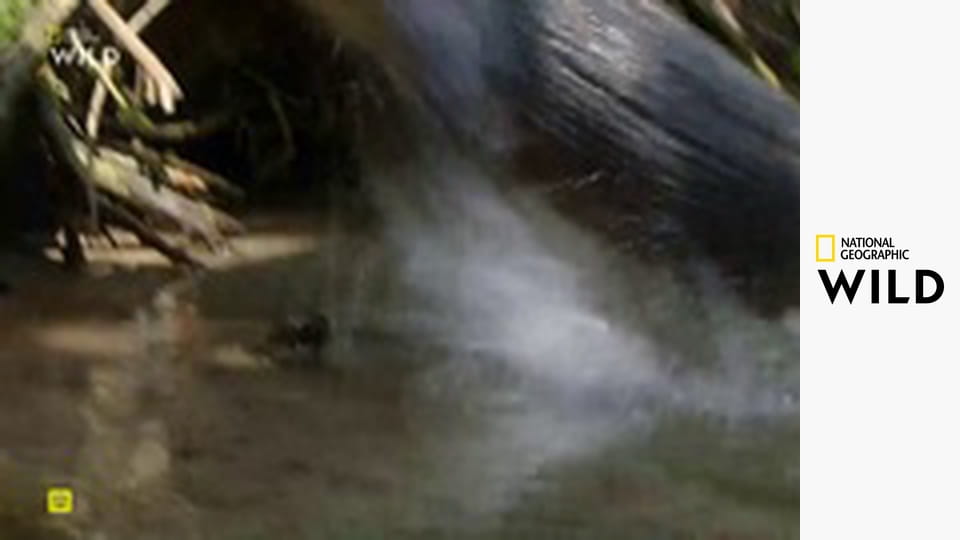 Самые опасные животные S3E2 - Реки смерти