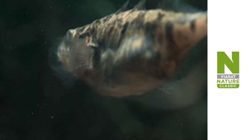 Wild Belgium - Water World