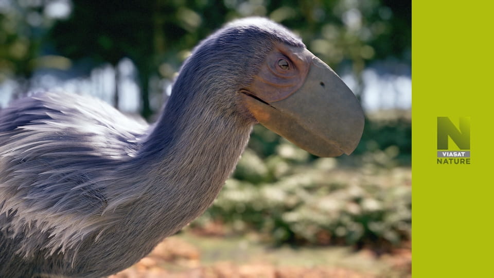 Становлення птахів S1E2