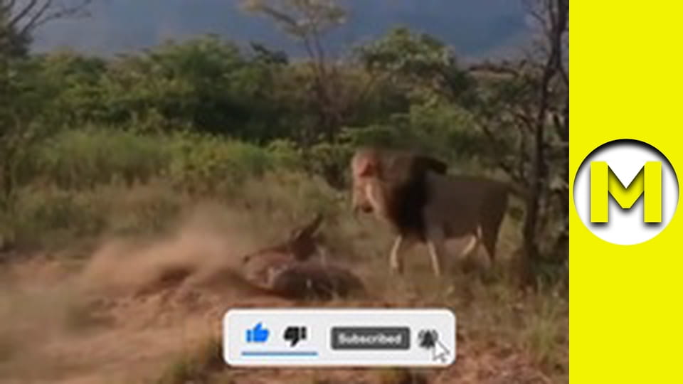 Max TV - season 1 - episode 59