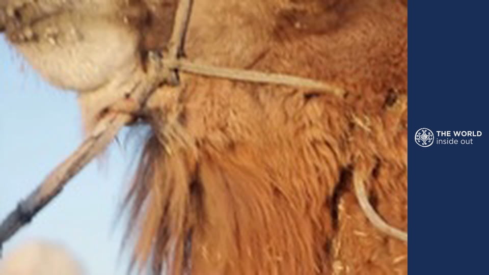 Разходки с камили и битки кобра срещу мангуста. Пакистан.