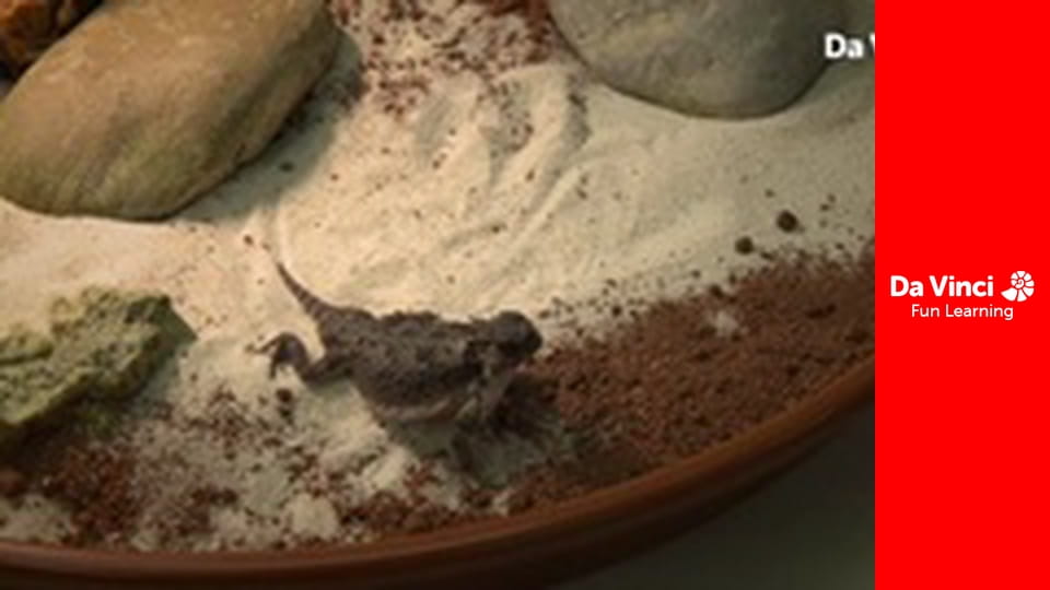 Futuris - Lasere pentru a imita șopârle! Cum reptilele și insectele sporesc inovația