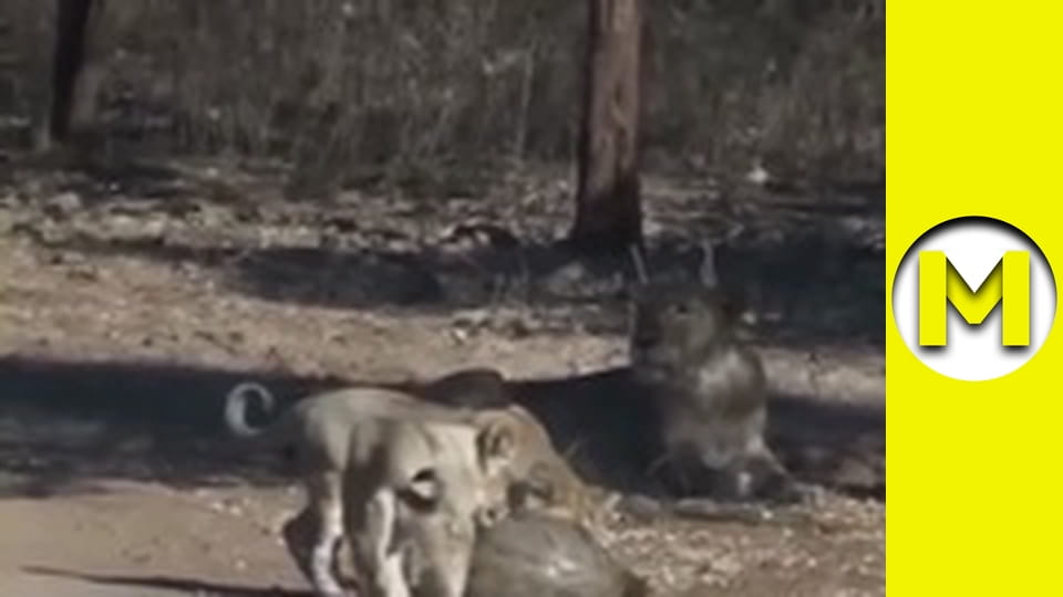 Max TV - season 2 - episode 5