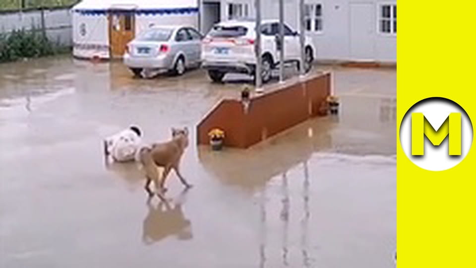 Max TV - season 1 - episode 62