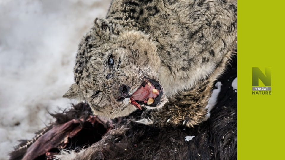 У пошуках снігових барсів: гонитва за тінями S1E1