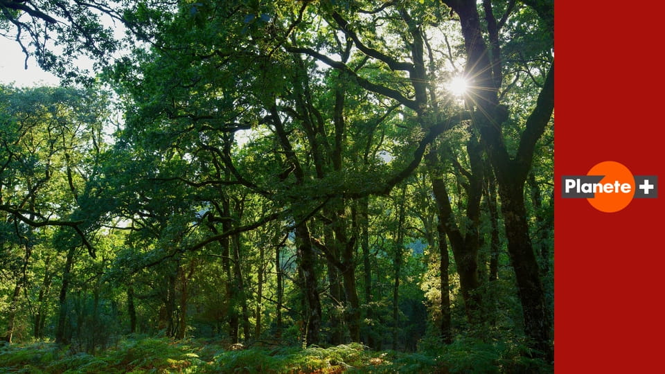 Portugalia na dziko S1E6 - Madera