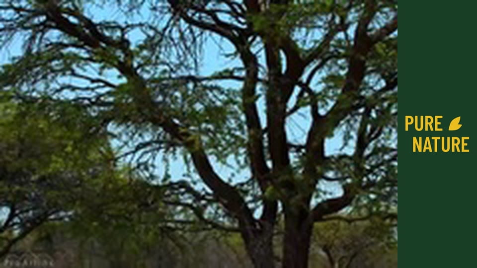 Animale sălbatice din Africa: Antilopele din Africa