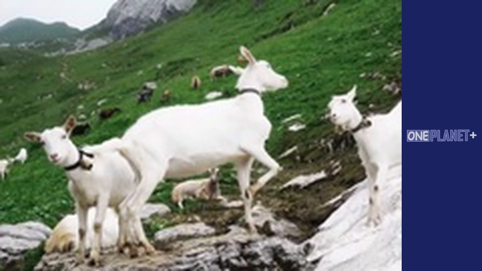 It is worth visiting. - episode 11