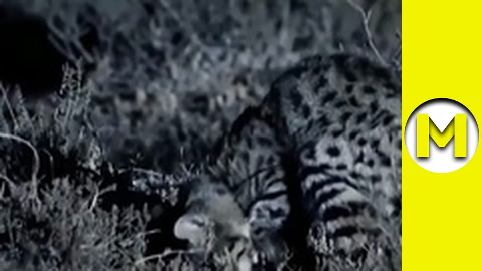 Max TV - season 1 - episode 60