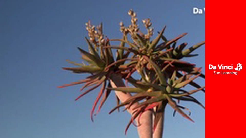 Siyaya - Veniți cu noi în sălbăticie - Pe urmele Marelui Șarpe - Partea 1: Cuibul șarpelui