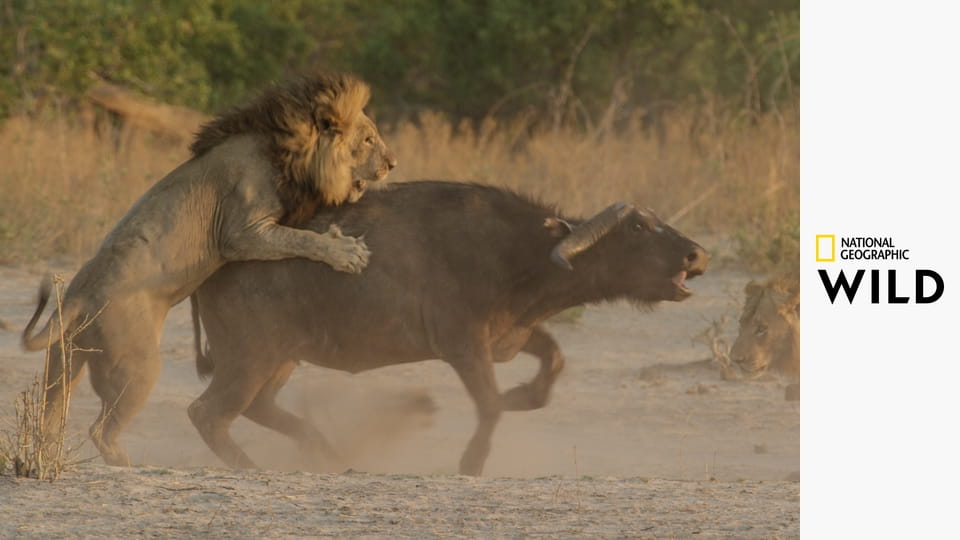 Дикое королевство S2E2 - Первая кровь