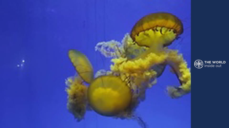 Lov medúz a čínske recepty na ich prípravu. Čína.