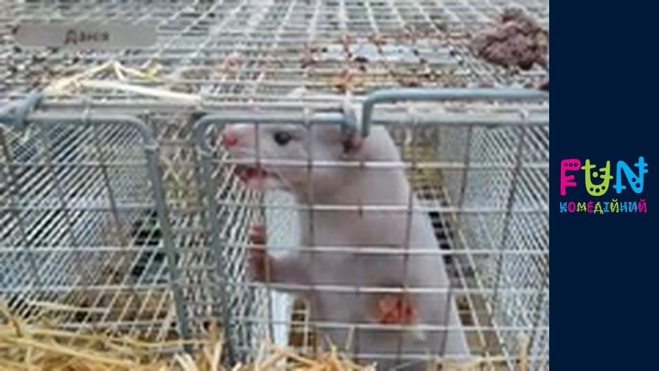 Заробітчани - Сезон 3 Випуск 56