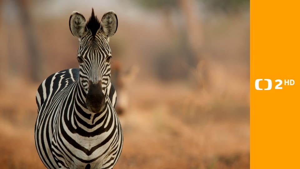 Zebry - hvězdy s pruhy
