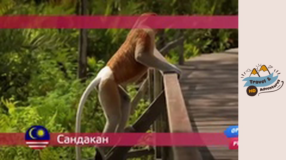 Cestování a dobrodružství, Sandakan