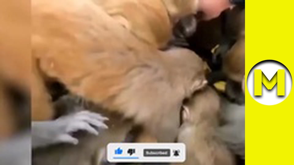 TOP (Max TV) - season 3 - episode 39