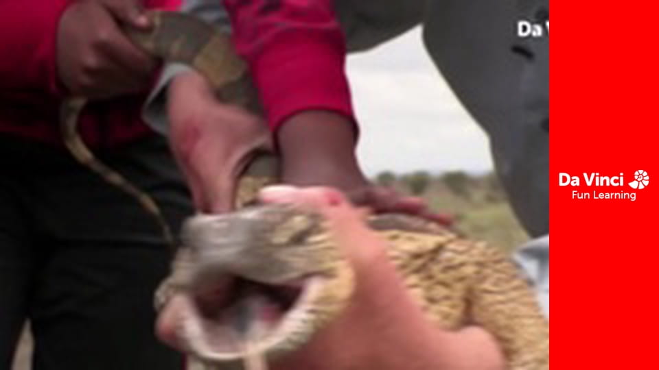 Siyaya - Veniți cu noi în sălbăticie - Căutarea celor șapte animale Partea 2: Cei mari