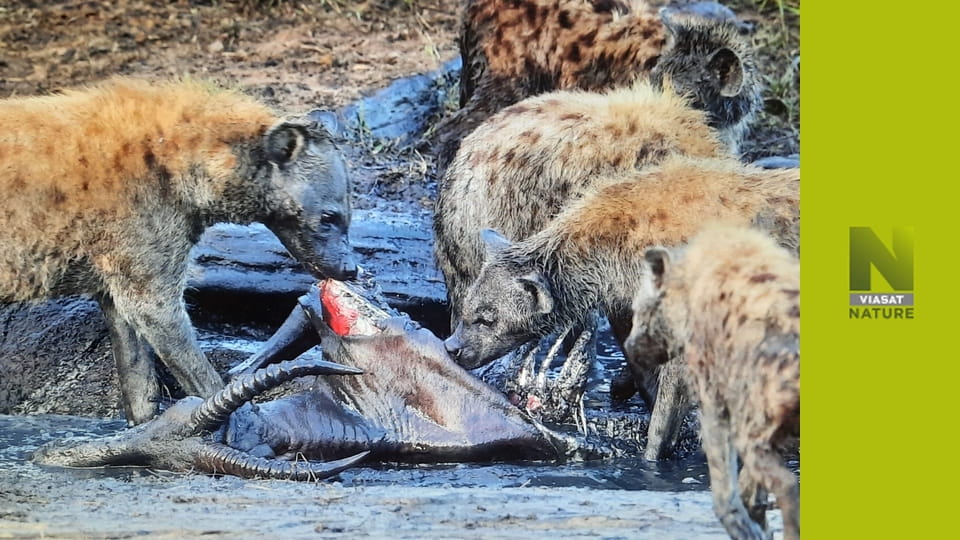 Спекотне життя: Африка S1E3 - Вогняні рівнини гепарда