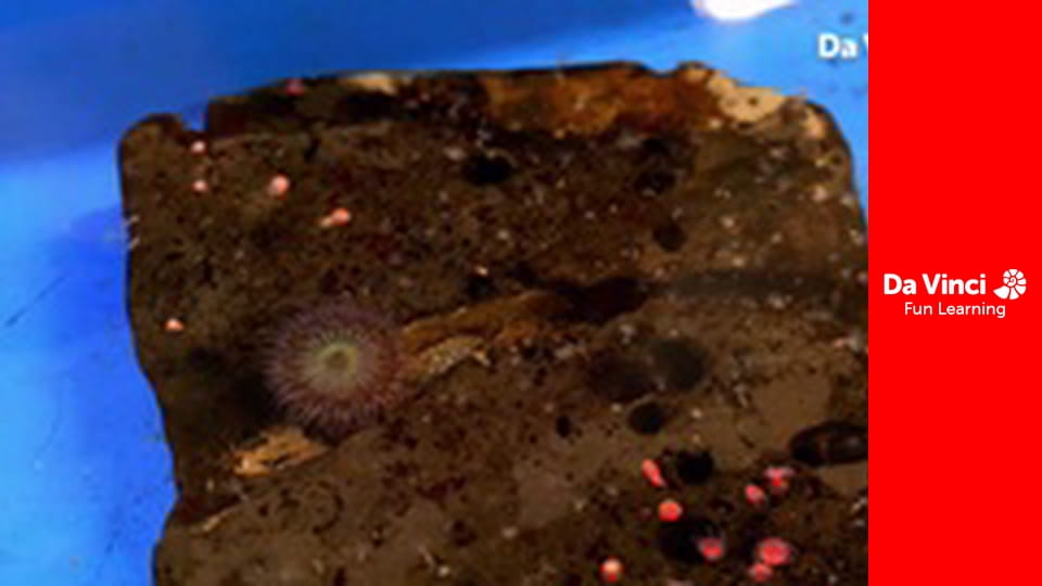 Projekt eksploracja: bajeczna planeta - Popularyzatorzy nauki