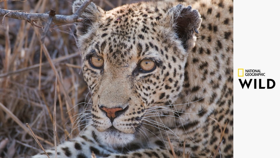 Редкие навыки кошек