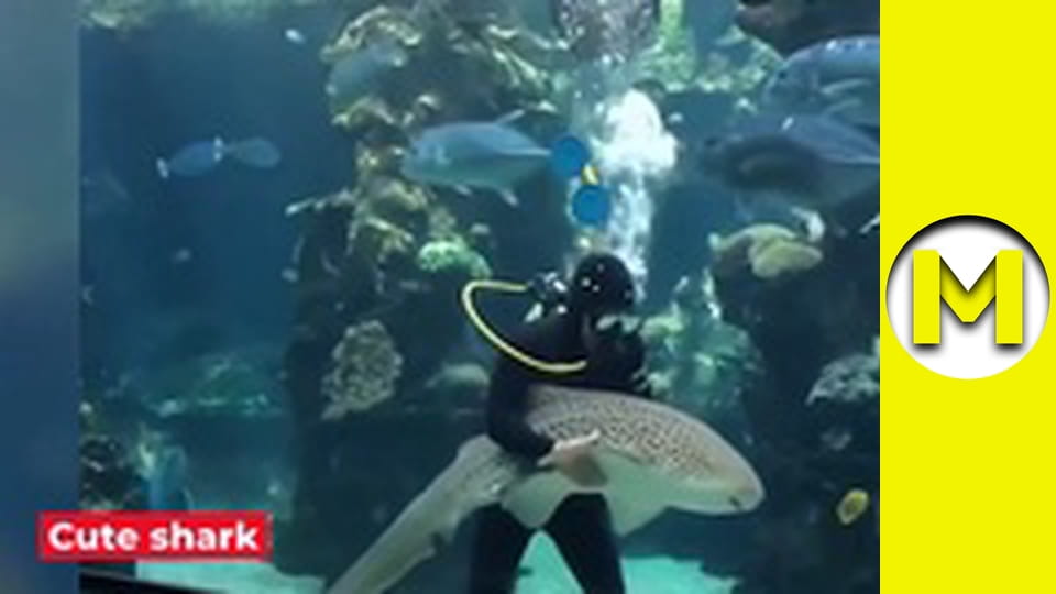 Max TV - season 1 - episode 26