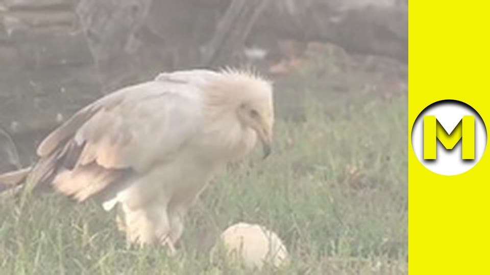 Max TV - season 1 - episode 12