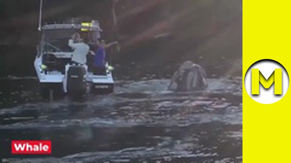 Max TV - season 1 - episode 27