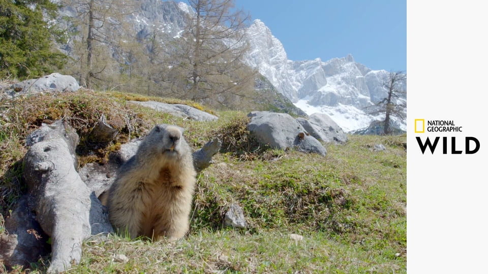 Скрытые чудеса зимы S1E2 - Холодные просторы Азии