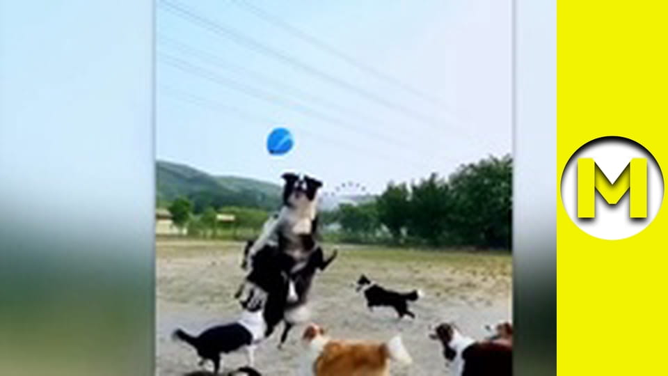 TOP (Max TV) - season 3 - episode 42