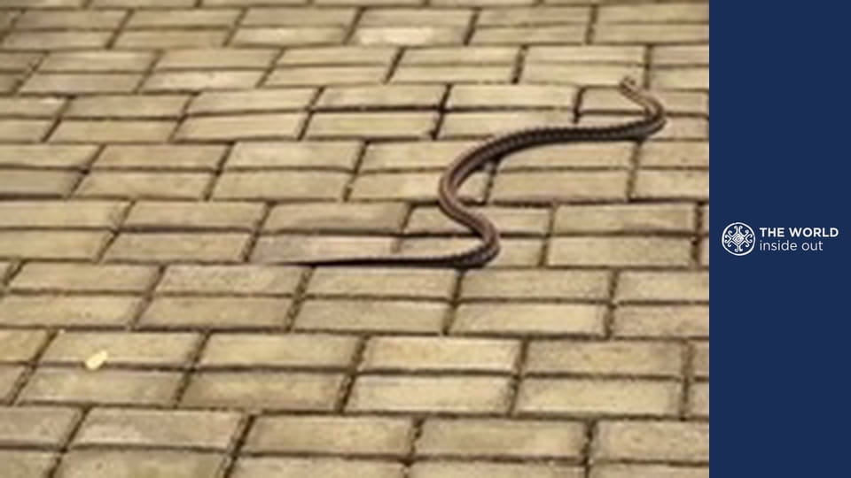 Panda: největší poklad Číny. Život v horské vesnici. Čína.