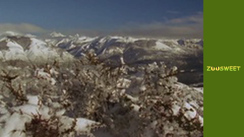 Let's go Wild, Episode 17